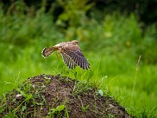20230812-_OM19653-Forbedret-NR-Rediger