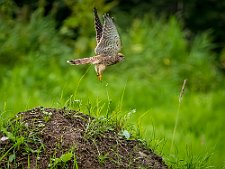 20230812-_OM19654-Forbedret-NR-Rediger
