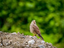 20230812-_OM19704-Forbedret-NR-Rediger