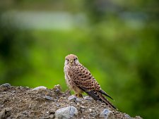 20230812-_OM19784-Forbedret-NR