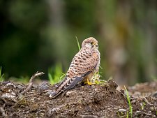 20230812-_OM19841-Forbedret-NR