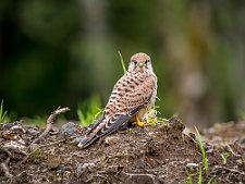 20230812-_OM19865-Forbedret-NR