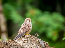 20230812-_OM19922-Forbedret-NR