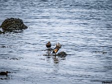 20240406-_OM17236