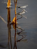 20240907-B9073031-Rediger