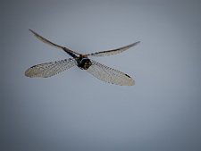 20240907-B9073129-Rediger