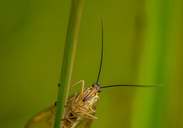 Insekt - Insect