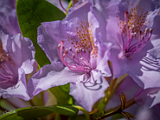 P6200053