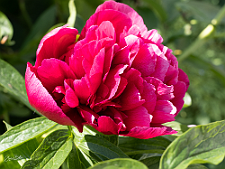 P6200068