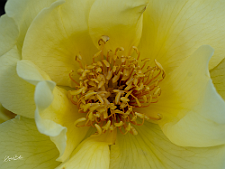 P6200105