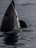 20240806-B8067118