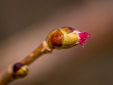 20240323-_OM12146