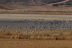 _MG_7993