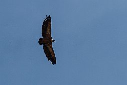_MG_8072