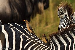 _MG_0090-1