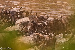 _MG_0252-4