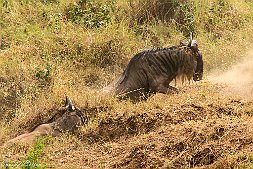 _MG_0281-6