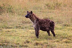 _MG_7715-30