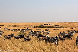 _MG_8618-5