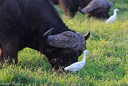 _MG_9504-21