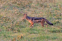 _MG_9533-25