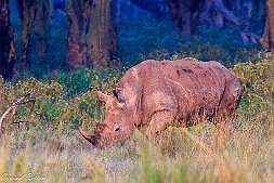 _MG_9627-29