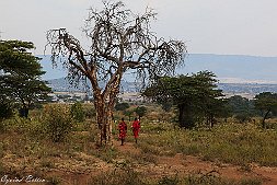 _MG_8923-335