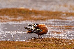 _D2_0461 – Kopi