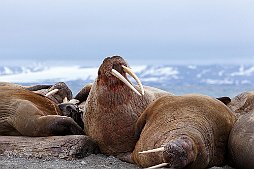 _ET_6976 – Kopi