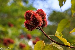 _MG_9456-547