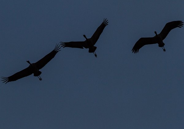 Gallocanta-Daroca