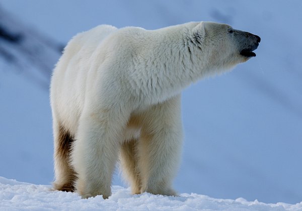 Svalbard