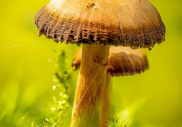 Makrofoto - macrophoto
