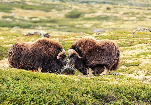 Pattedyr - Mammals