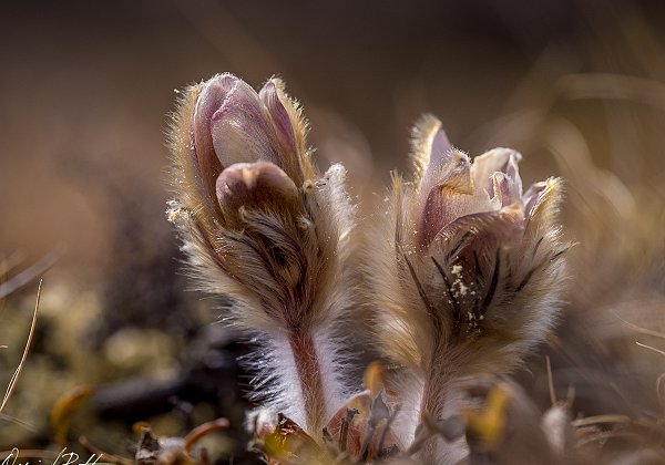 Planter - Flowers